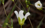 Greenland stitchwort